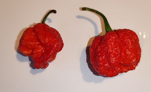 Semi peperoncino - 20, di