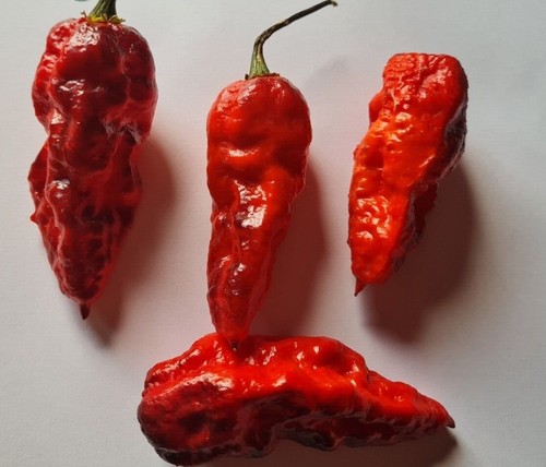 Semi peperoncino rouge - di,