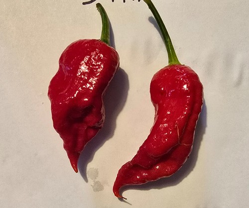 Semi peperoncino bhut - semi,