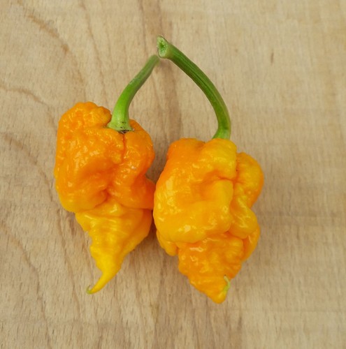 Semi peperoncino 7pot - di,