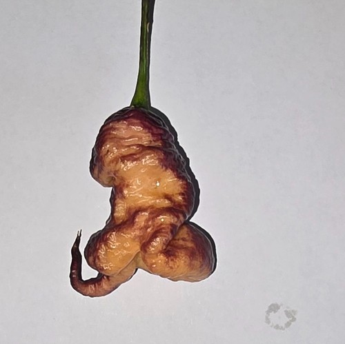 Semi peperoncino - semi, di