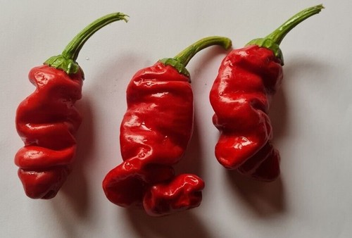 Semi peperoncino peter - di,