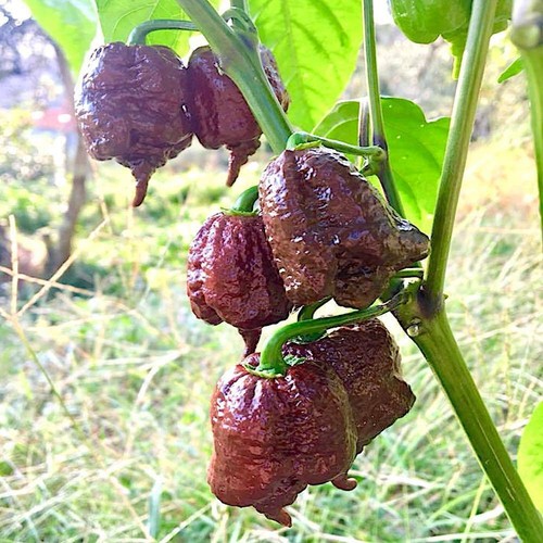 Semi carolina reaper - 20,