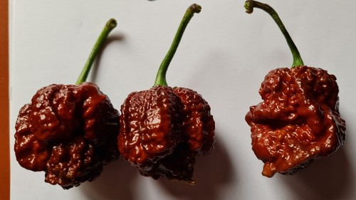 Semi peperoncino borg 9 - 20,