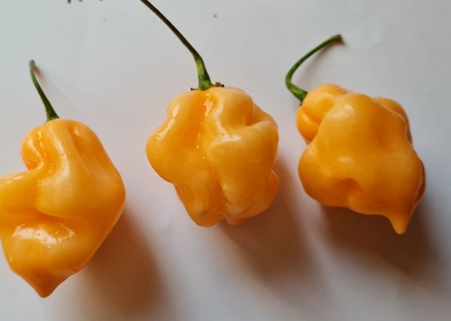 Semi peperoncino - di,