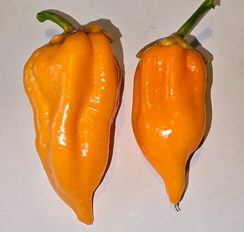 Semi peperoncino - di,