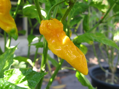Semi peperoncino fatalii - peperoncino,
