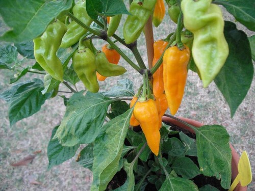 Peperoncino capsicum - peperoncino,