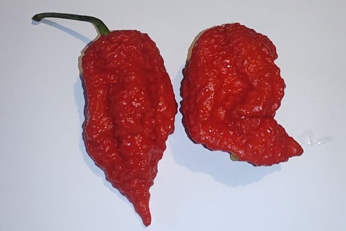 Semi peperoncino ghost - peperoncino,