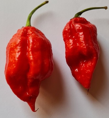 Semi peperoncino naga - peperoncino,