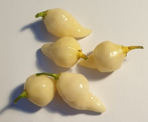 Semi peperoncino - semi,
