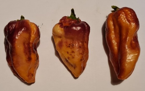 Semi peperoncino bhut - semi, x