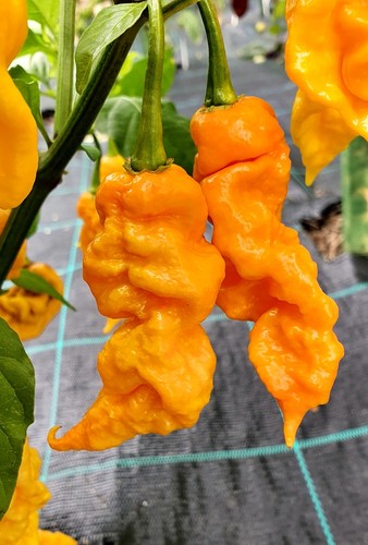 Semi peperoncino t rex - 20, t-rex