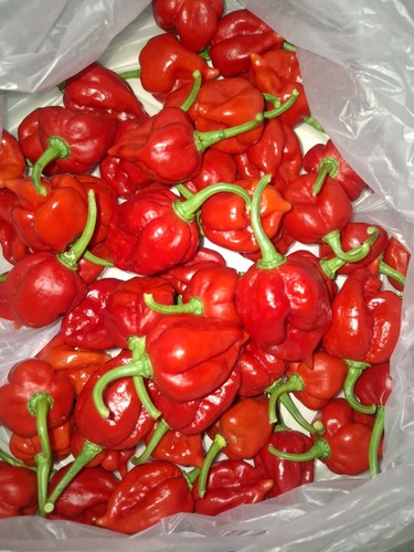 Semi peperoncino carolina - peperoncino,