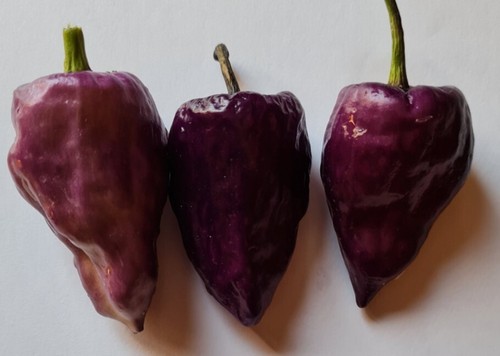 Semi peperoncino purple - di,