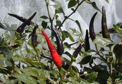 Peperoncino piccante rosso - peperoncino",