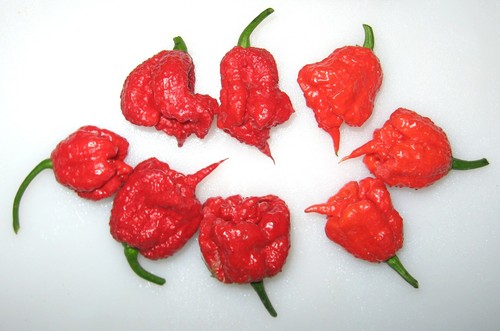 Semi carolina reaper - ,