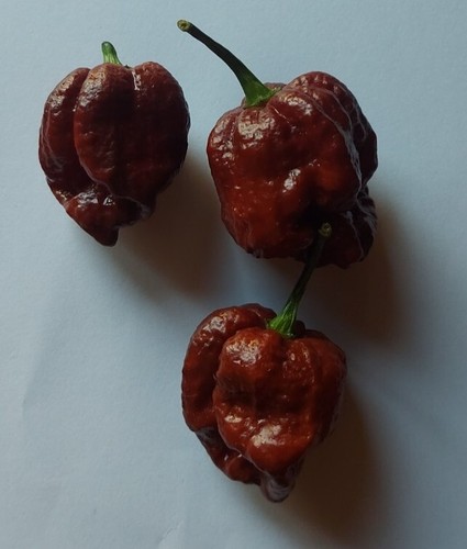 Semi peperoncino - semi,