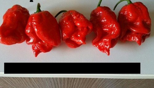 Semi peperoncino florida - 20,