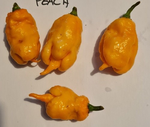 Semi peperoncino - semi,
