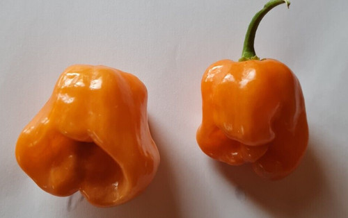 Semi peperoncino - 20, di