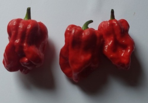 Semi peperoncino - semi,