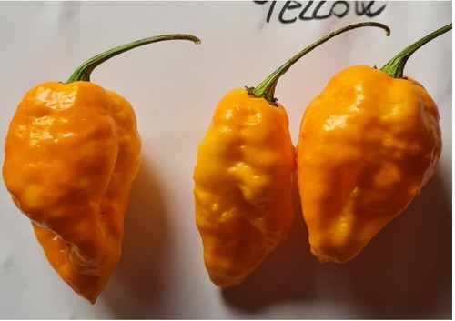 Semi peperoncino florida - di,