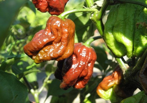 Semi puri originali - ,