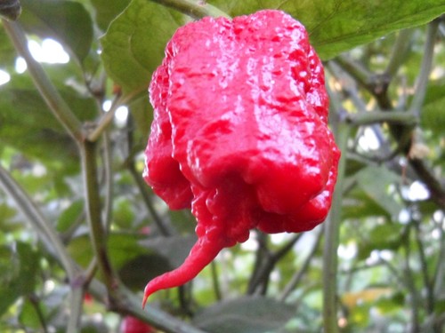 Carolina reaper il - ,