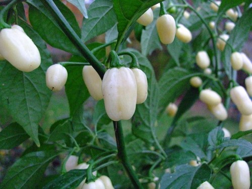 Semi puri di - 20,