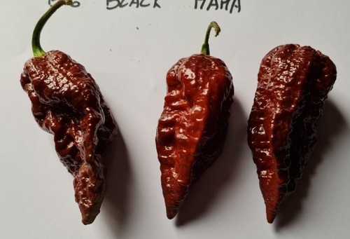 Semi peperoncino big - semi,