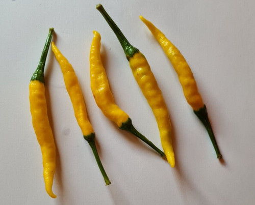 Semi peperoncino cedrino - semi,