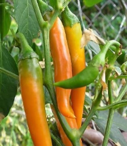 Peperoncino bulgarian - ",