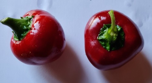 Semi peperoncino bacio - di,