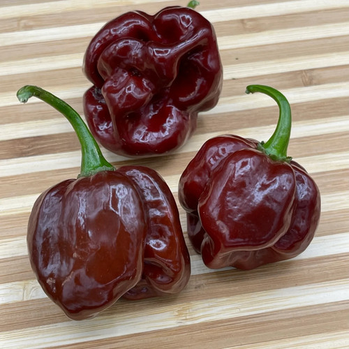 Semi peperoncino schotch - 20,