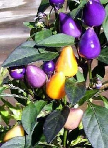 Peperoncino capsicum annuum - capsicum,