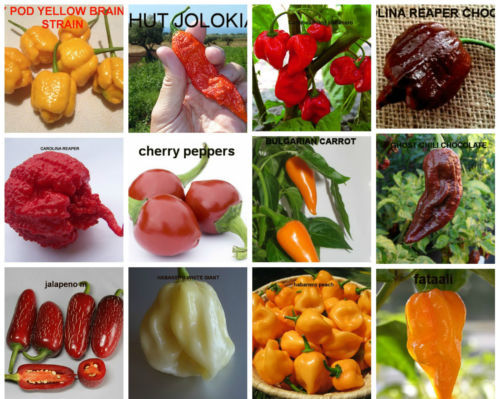 120 semi peperoncino 12 - 120,