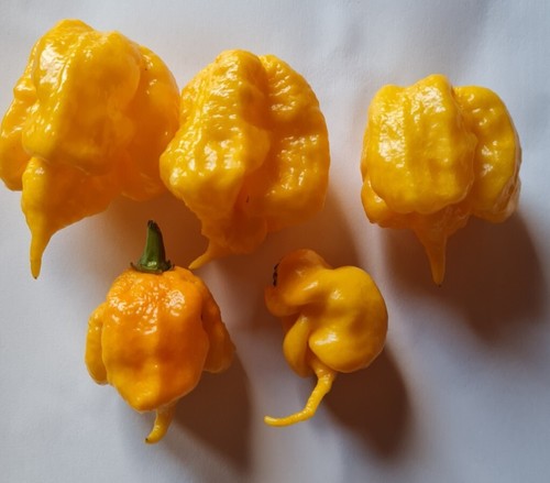 Semi peperoncino - semi,