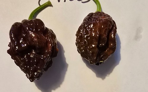Semi peperoncino - 20,