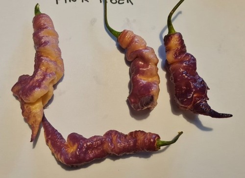 Semi peperoncino - 20,