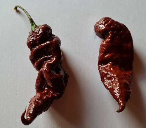 Semi peperoncino t rex - semi,