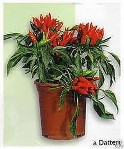 Peperoncino forma di - a,