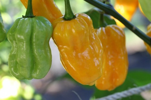 Semi habanero yellow - 20, yellow-