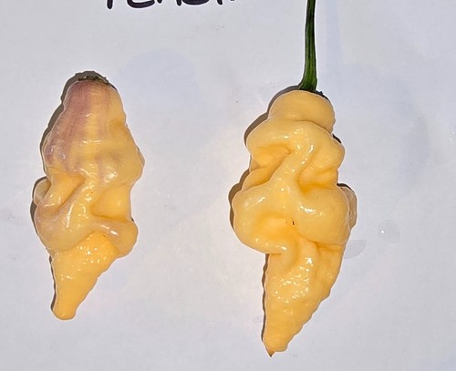 Semi peperoncino t rex - 20, t-rex