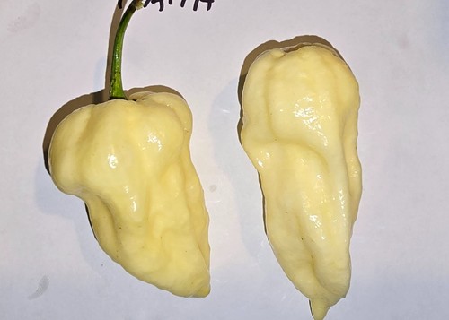 Semi peperoncino big - peperoncino,