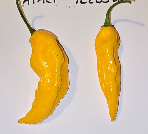 Semi peperoncino fatali - 20,