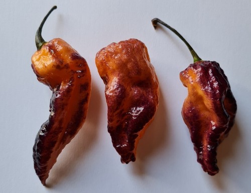 Semi peperoncino black - semi,