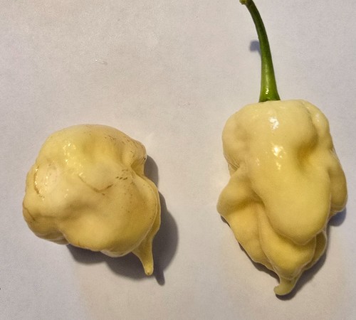 Semi peperoncino - semi,