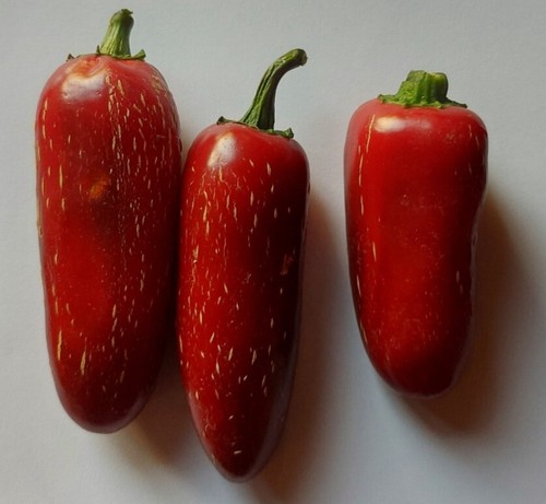 Semi peperoncino - 20, di