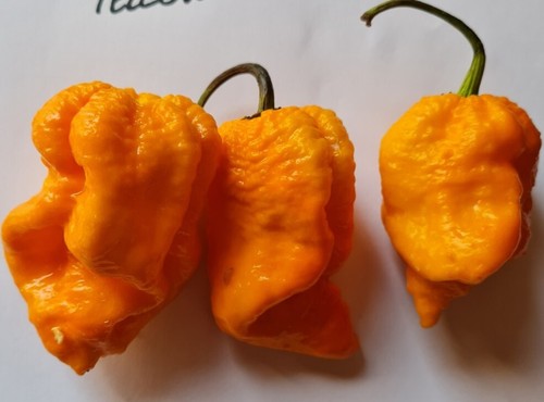 Semi peperoncino 7pot - semi,